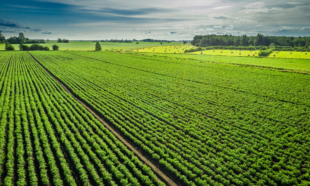 green crop