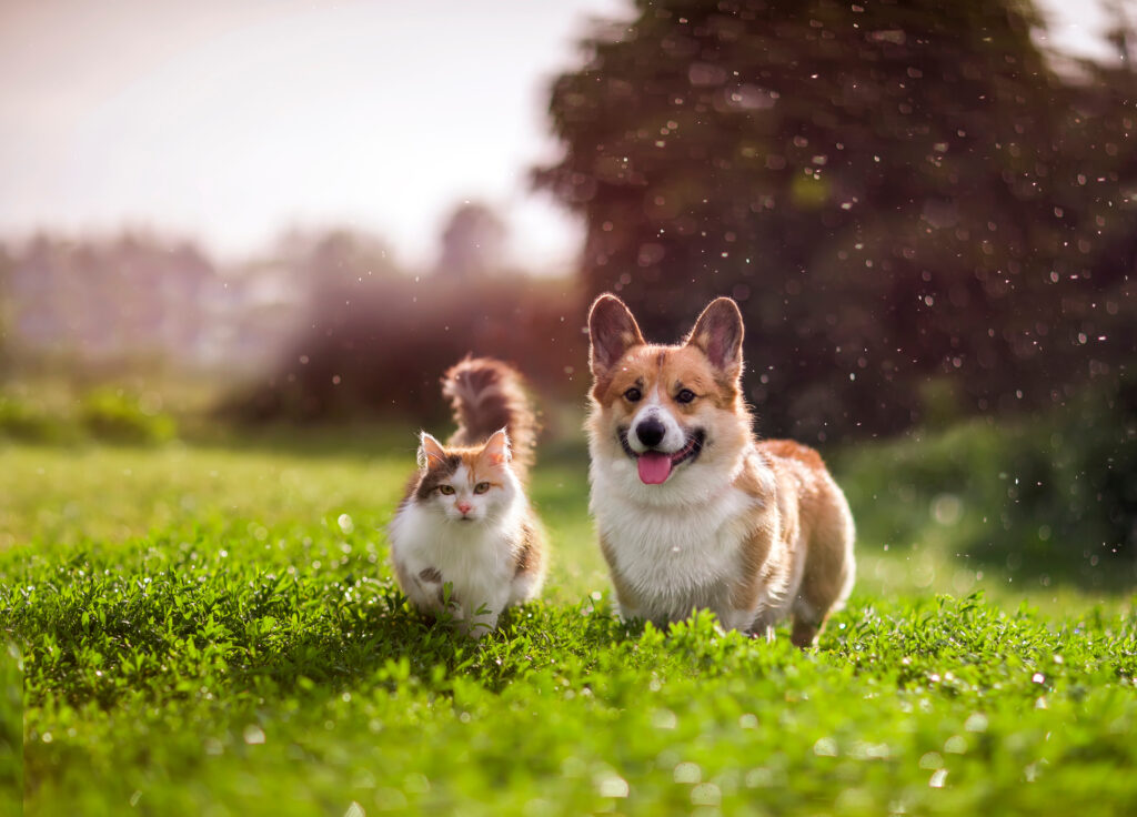 Pet products